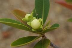 Xanthostemon