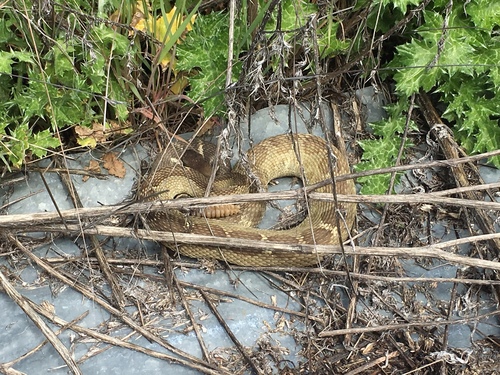 iNaturalist observation photo of Northern Pacific Rattlesnake
