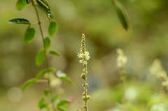 Croton lachnostachyus
