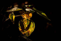 Croton lachnostachyus