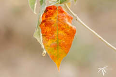 Croton lachnostachyus