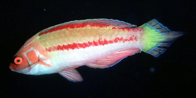 Purple-boned Wrasse