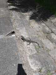 Ctenosaura similis