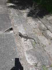 Ctenosaura similis