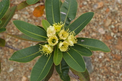 Xanthostemon