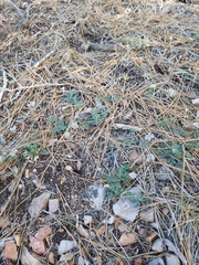 Lomatium nevadense parishii