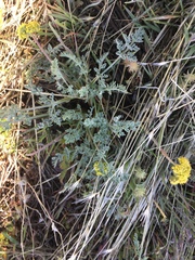 Lomatium austiniae