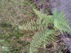 Pteridoideae