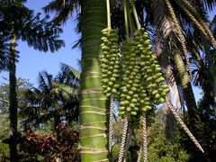 Howea forsteriana