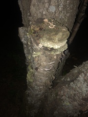 Cerrenaceae