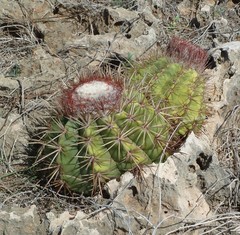 Melocactus curvispinus