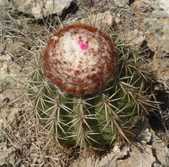 Melocactus curvispinus