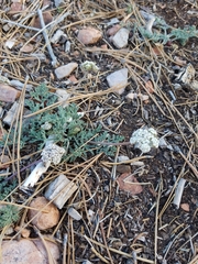 Lomatium nevadense parishii