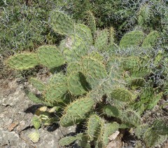 Opuntia caracassana