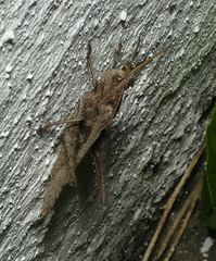 Xyleus discoideus angulatus