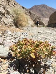 Cistanthe celosioides