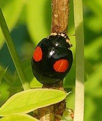 Harmonia axyridis