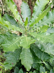 Anthocleista djalonensis