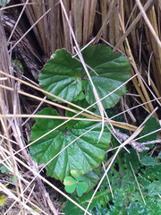 Gunnera magellanica