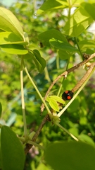 Harmonia axyridis