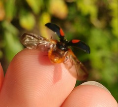 Harmonia axyridis