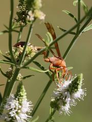 Belonogaster lateritia