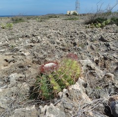 Melocactus curvispinus