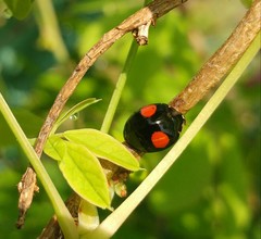 Harmonia axyridis