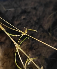Horned Pondweed (Zannichellia palustris)