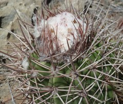 Melocactus curvispinus