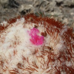 Melocactus curvispinus