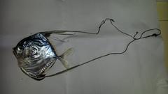 Alectis ciliaris