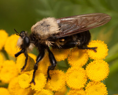 Laphria grossa