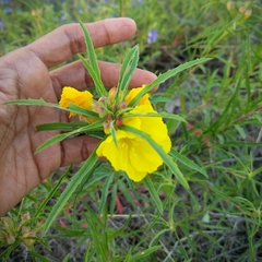 Oenothera berlandieri
