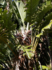 Strelitzia alba