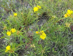 Oenothera berlandieri