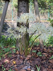 Lycoris × albiflora