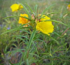 Oenothera berlandieri