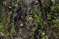 Pseudoselago peninsulae