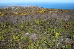 Pseudoselago peninsulae