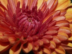Gaillardia × grandiflora