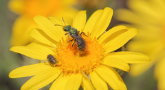 Caenohalictus rostraticeps