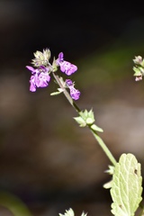 Stachys drummondii