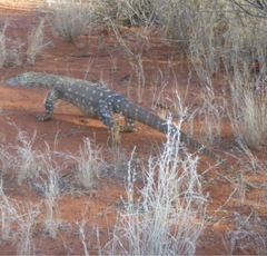 Varanus giganteus