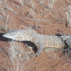 Varanus giganteus