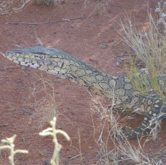 Varanus giganteus