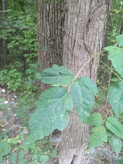 Toxicodendron radicans negundo
