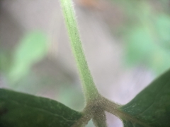 Toxicodendron radicans negundo