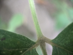Toxicodendron radicans negundo