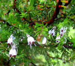Erica stylaris
